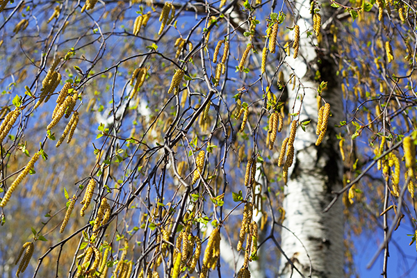 Koivun kukinta alkaa lähiviikkoina Etelä-Suomessa