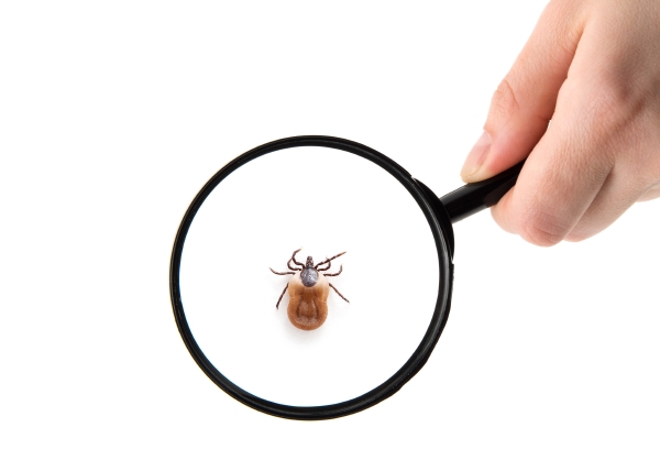 Borrelioosi ei lisää mielenterveysongelmia