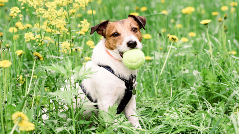 Jack Russelin terrieri tennipallo suussa heinikossa.